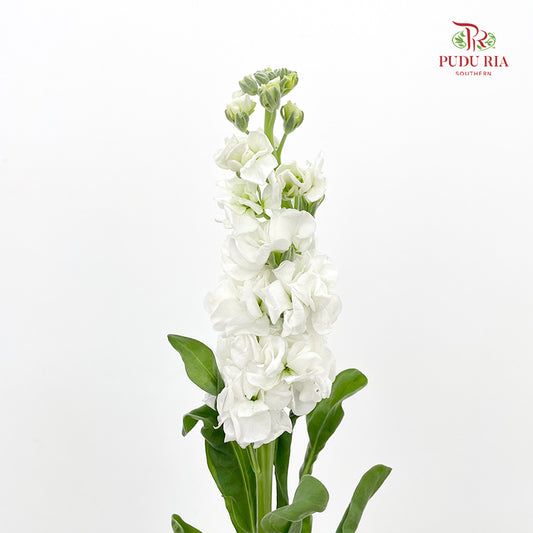 Matthiola White - (10 Stems)