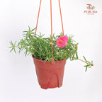 Portulaca Grandiflora (Japanese Rose)