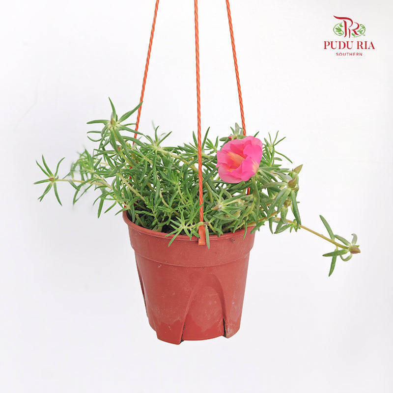 Portulaca Grandiflora (Japanese Rose)