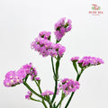 Statice Pink 勿忘我 - (Per Bundle)