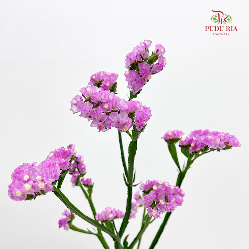 Statice Pink 勿忘我 - (Per Bundle)