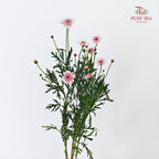Margaret Flower - (Per Bundle)