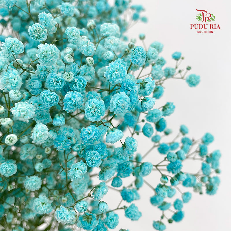 Baby's Breath 满天星 Blue - (8-10 Stems)