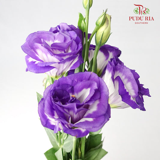 Eustoma White/Purple (12-15 Stems) - Pudu Ria Florist Southern