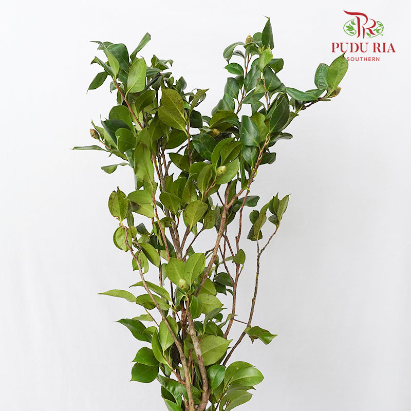Camellias Leaf 茶花叶子 - (Per Bundle)