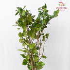 Camellias Leaf 茶花叶子 - (Per Bundle)