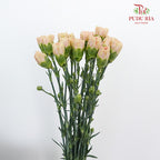 Carnation St Mocha  (18-20 Stems) - Pudu Ria Florist Southern