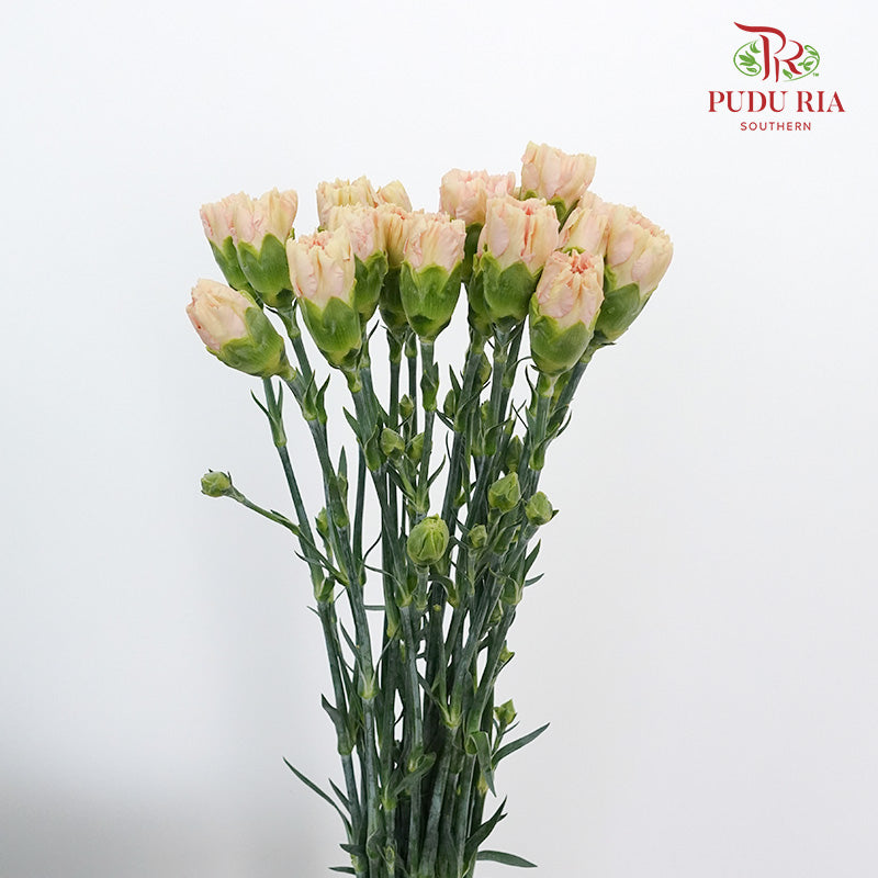 Carnation St Mocha  (18-20 Stems) - Pudu Ria Florist Southern