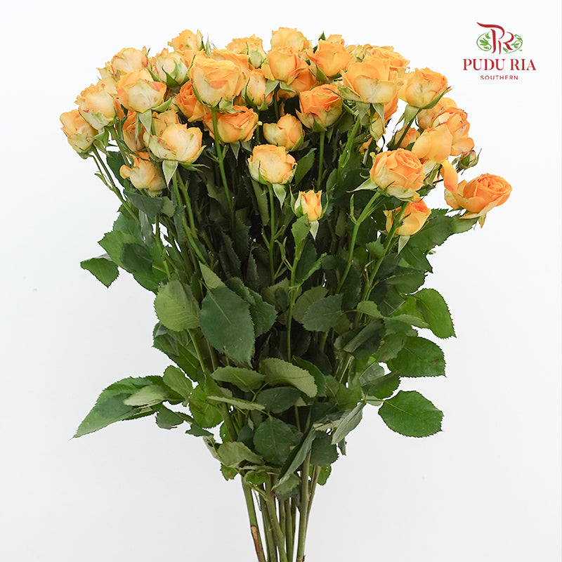 Rose Spray Yellow - (8-10 Stems)