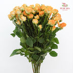 Rose Spray Yellow - (8-10 Stems)