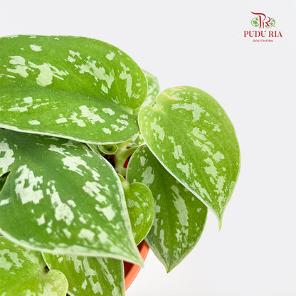 Scindapsus Moonshine