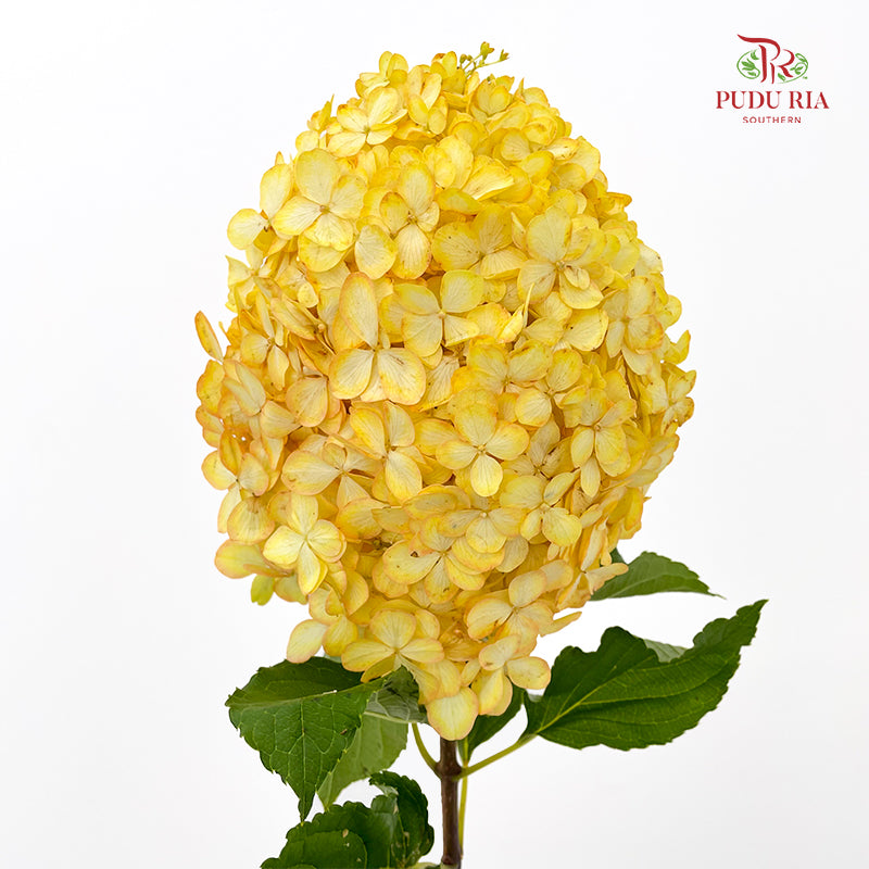 Hydrangea Dyed Yellow 绣球花 - (Per Stem)