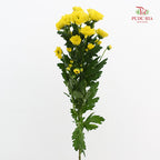 Chrysanthemum Calimero Pompom Rossi Sunny - (10-12 Stems)
