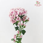 Phlox Pink 福禄考 - (Per Bundle)