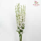 Delphinium Delladonra White - 5 Stems - Pudu Ria Florist Southern