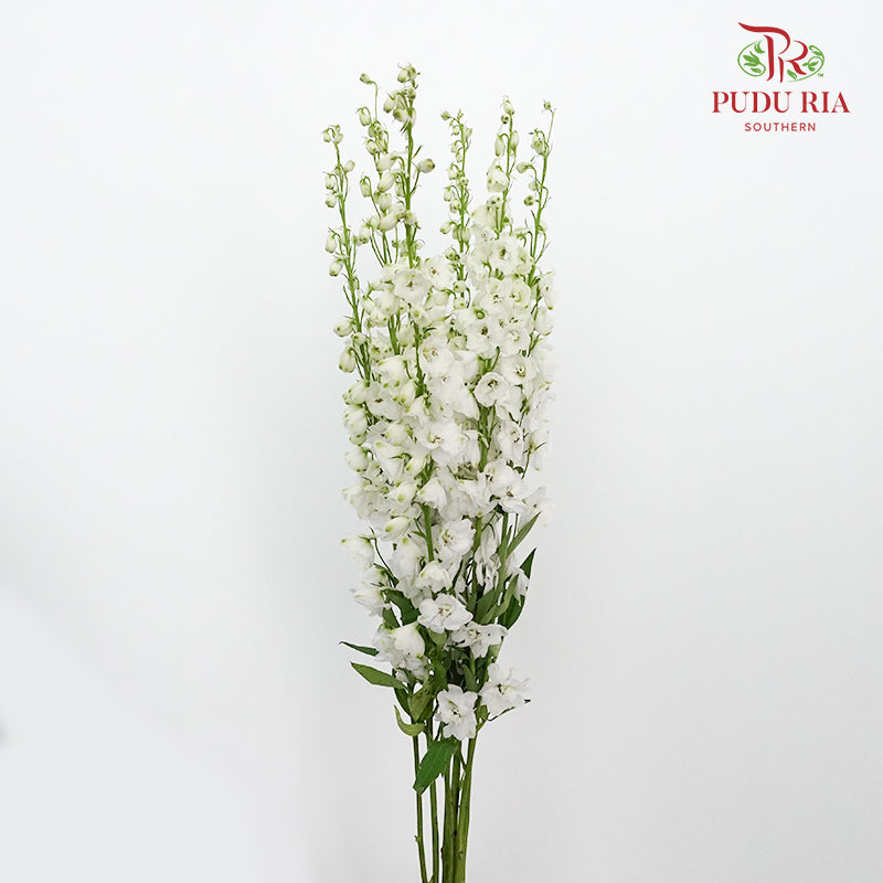 Delphinium Delladonra White - 5 Stems - Pudu Ria Florist Southern