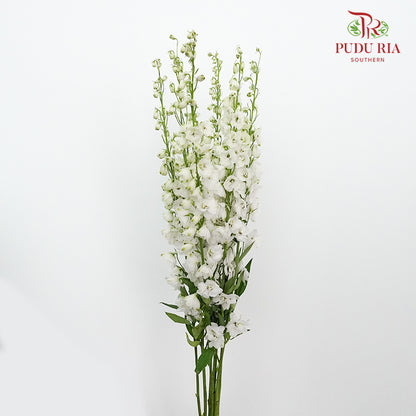 Delphinium Delladonra White - 5 Stems - Pudu Ria Florist Southern