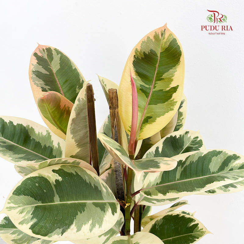 Ficus Tineka (Elastica) 3PP