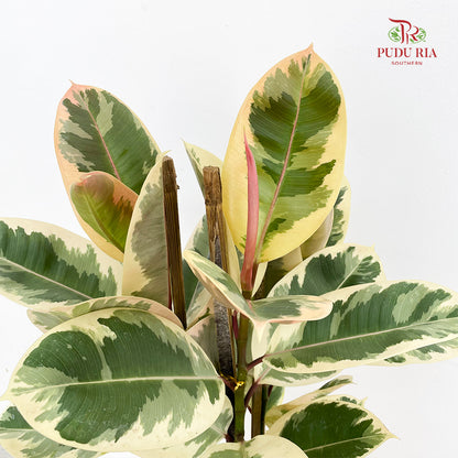 Ficus Tineka (Elastica) 3PP