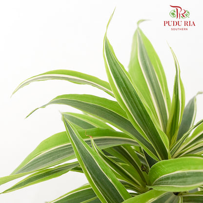 Dracaena Lemon Lime Tree (M)