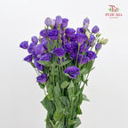 Eustoma  Dark Purple - (12-15 Stems)