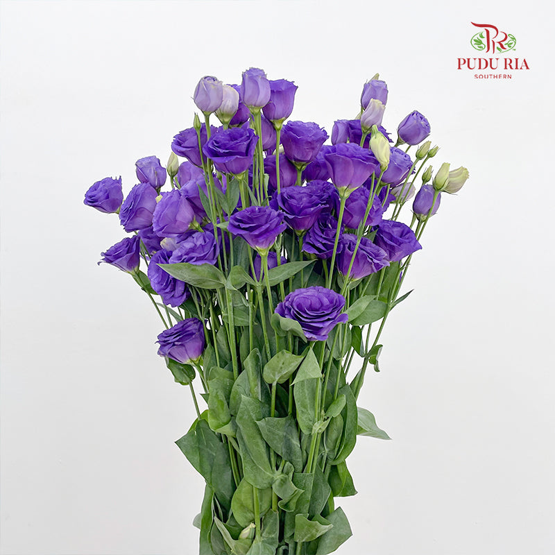 Eustoma  Dark Purple - (12-15 Stems)