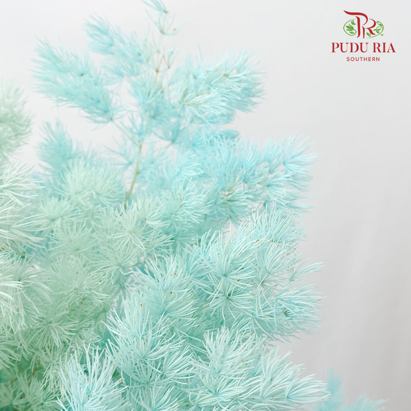 Preservative Asparagus Fern Sky Blue