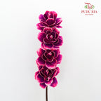 Dry Asia Peony Purple/Pink - 4 Stems