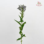 Veronica Spray Purple 多头鼠尾草 - (Per Bundle)