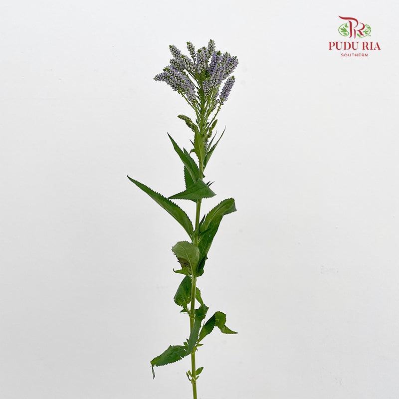 Veronica Spray Purple 多头鼠尾草 - (Per Bundle)