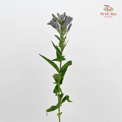 Veronica Spray Light Purple - (Per Bundle)