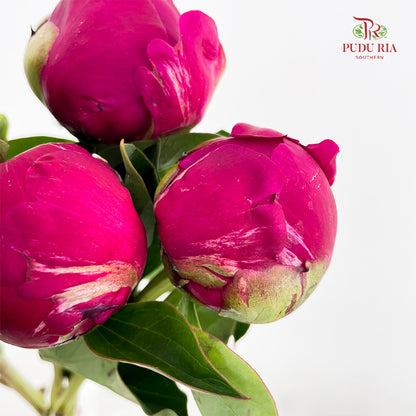 Peony Red Paul - (5 Stems)