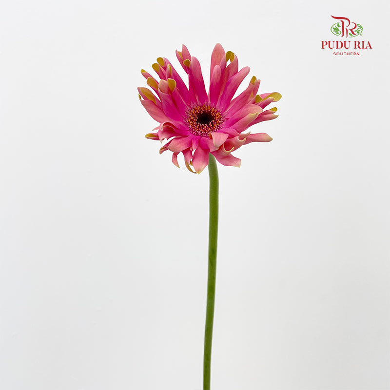 Gerbera Pasta Pink 卷邊非洲菊 - (8-10 Stems)