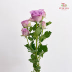 Rose Spray Zixia Fairy - (8-10 Stems)