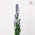 Peacock Light Purple - (Per Bundle)