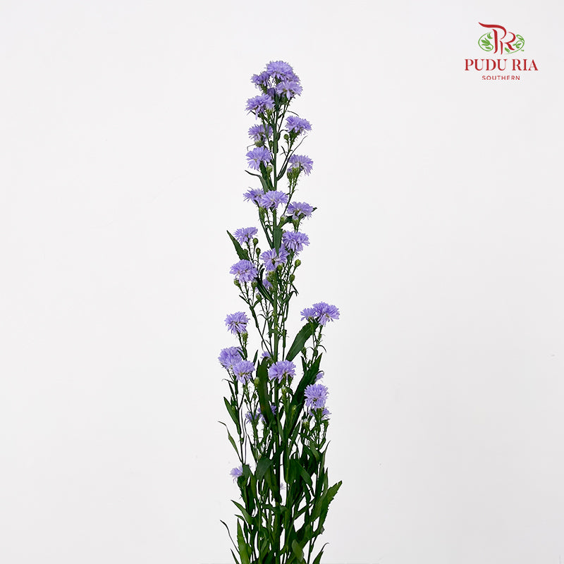 Peacock Light Purple - (Per Bundle)