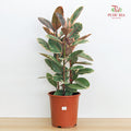 Ficus Ruby 3PP 60cm / 70cm