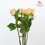 Rose Holiday Princess (8-10 Stems) - Pudu Ria Florist Southern