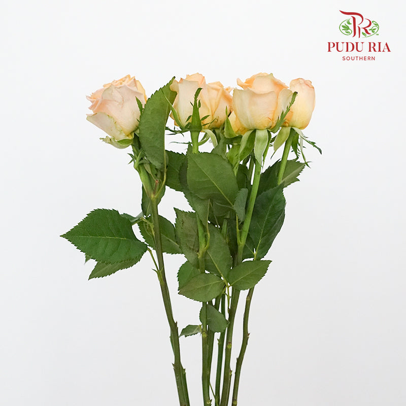 Rose Holiday Princess (8-10 Stems) - Pudu Ria Florist Southern