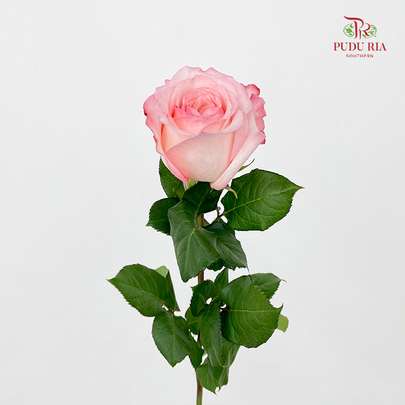 Rose Joyce - (8 Stems)