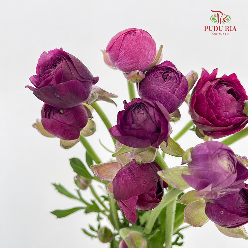 Ranunculus Dark Purple - (8 - 10 Stems)