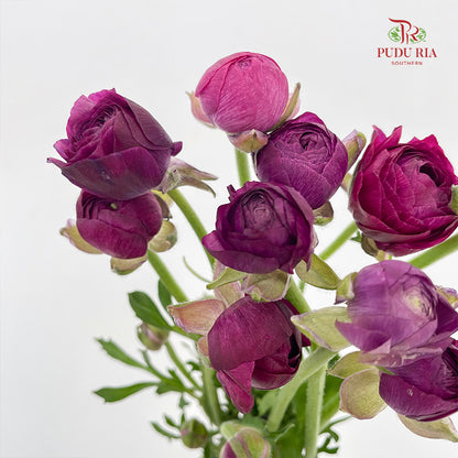 Ranunculus Dark Purple - (8 - 10 Stems)