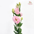 Eustoma Pink - (12-15 Stems)