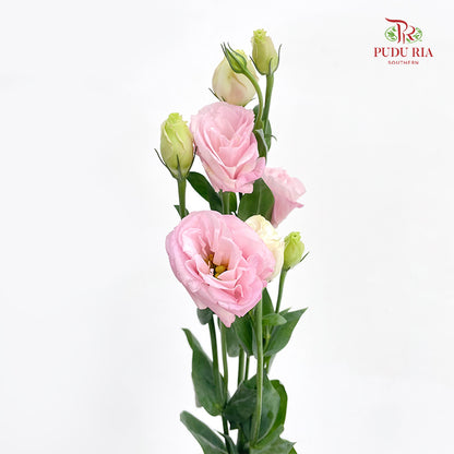 Eustoma Light Pink (12-15 Stems)