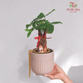 CNY Potted Plant Arrangement 2024#49