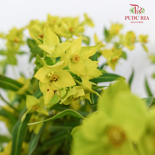 Euphorbia Formosana Hayata - (Per Bundle)