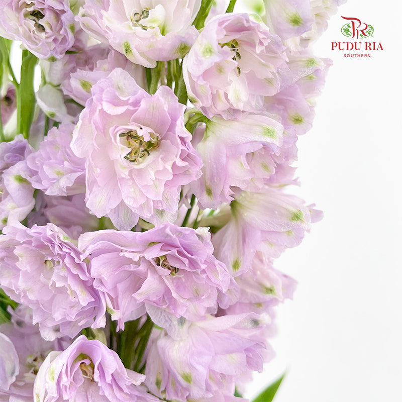 Delphinium Short Purple 飞燕草 - (5 Stems)