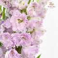 Delphinium Short Purple 飞燕草 - (5 Stems)