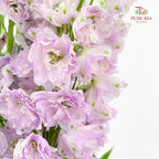 Delphinium Short Purple 飞燕草 - (5 Stems)