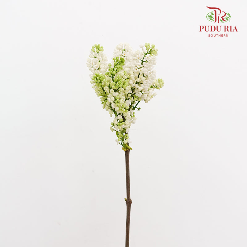 Syringa White 丁香花 - (2 Stems)
